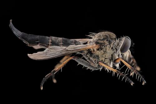 Réf. 298 357 : Neomochtherus geniculatus